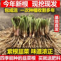 韭菜苗现挖紫红根大宽叶韭菜根四季韮菜韭菜种子籽盆栽蔬菜苗 1000棵[两平米左右]送肥料10袋