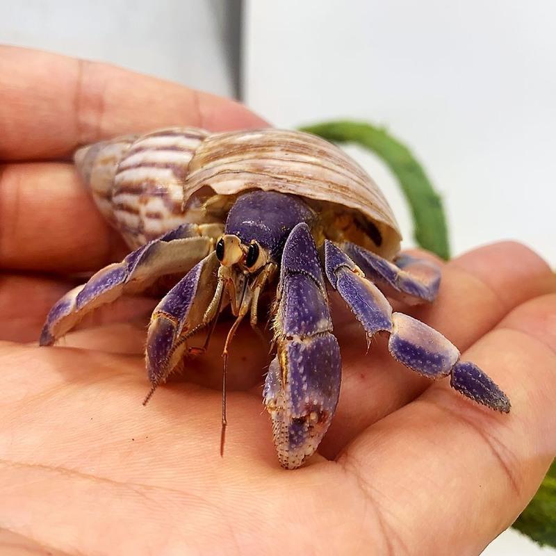 中小草莓灰白短腕寄居蟹观赏虾蟹活物懒人宠物迷你宠物包活 顺丰发货