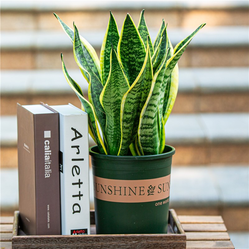 金边虎皮兰盆栽室内客厅吸甲醛净化空气四季长青植物耐寒耐热好养活