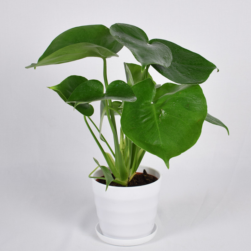 详细参数 品牌:子暄 类别:花卉绿植盆栽 植物类别:观叶植物 植物品种