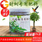 发财树专用肥料幸福树肥料营养液盆栽土壤肥治黄叶枯萎有机复合肥