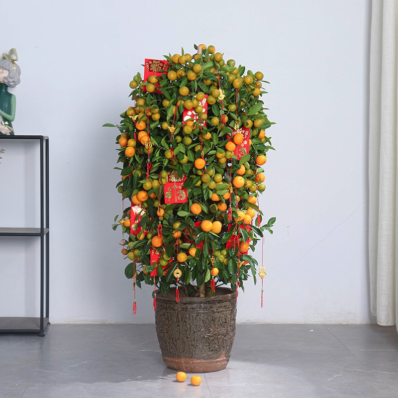 古达年货四季金桔年宵花盆栽新年送礼大型室内外办公室绿植年桔带果