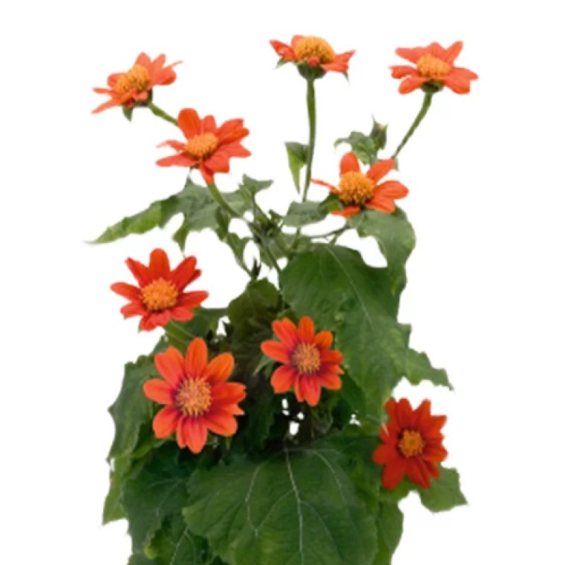 肿柄菊 2000粒高清大图