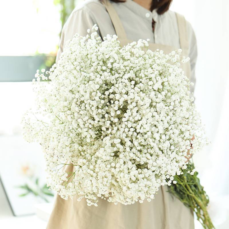 满天星云南半干满天星卧室客厅生日礼物送女友520满天星批发摆摊 白色 勿忘我随机一束