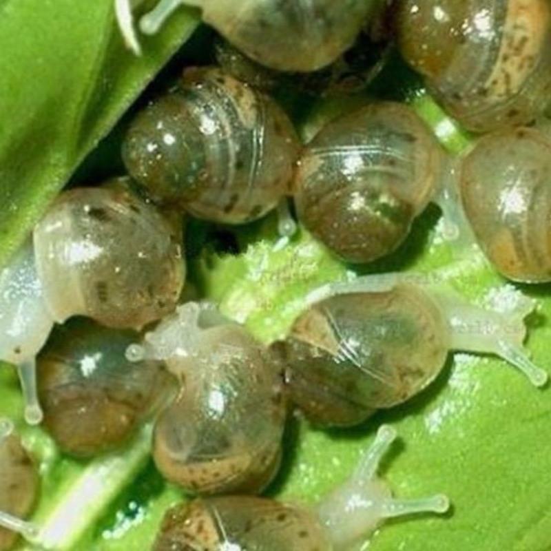 2只白玉蜗牛56cm白玉蜗牛活体饵料幼苗03厘米喂乌龟喂蛇