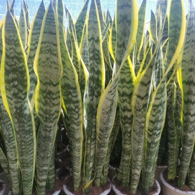 虎皮兰盆栽室内客厅吸甲醛净化空气四季长青植物耐寒耐热好养活06