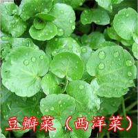 莱芮【西洋菜种子】豆瓣菜种子 水田芥菜种子 营养丰富 易种生长快 西洋菜200粒/一包