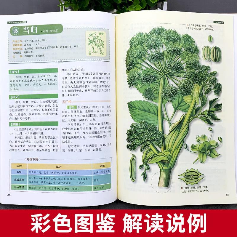 神农本草经 [正版]神农本草经原版无删减白话文彩图带注解中草药大全家庭养生指导书中医中草药图鉴本草纲目医药学中医诊断自学高清大图