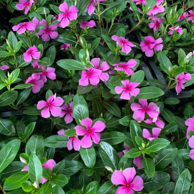 花苗带花苞老桩带花客厅阳台四季花卉 木本天天开五叶梅一盆[带花苞]