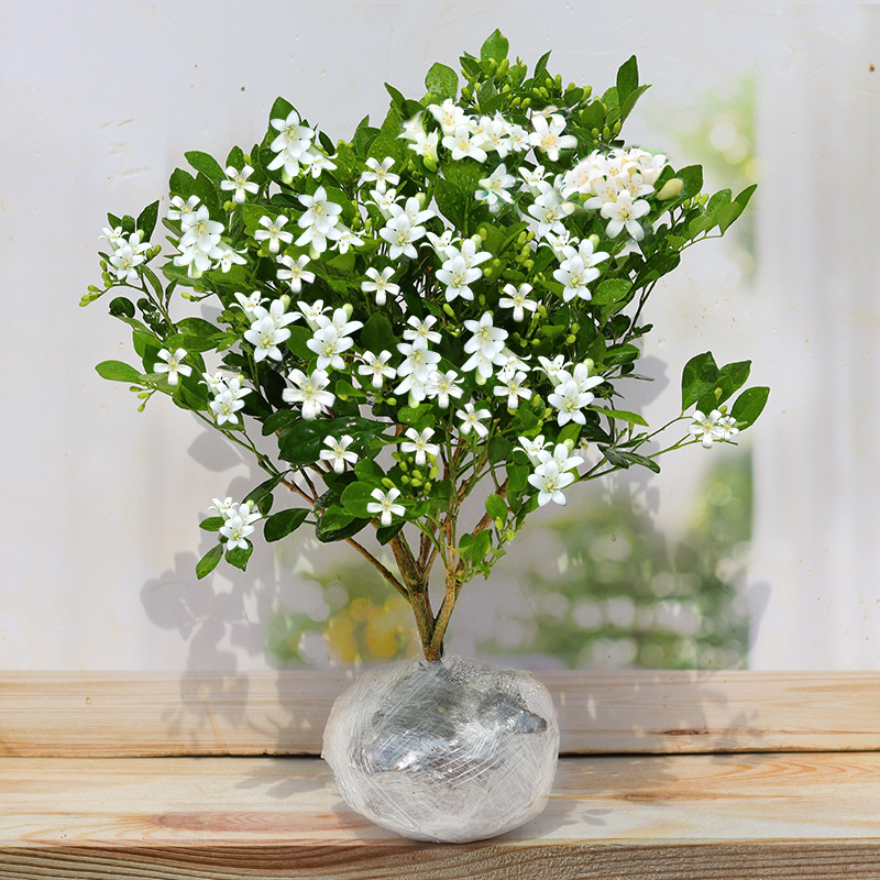 茉莉花苗盆栽带花苞九里香老桩驱蚊花卉植物室内浓香四季开花物内 含盆 带花苞发货九里香8年单杆-不含盆+肥料