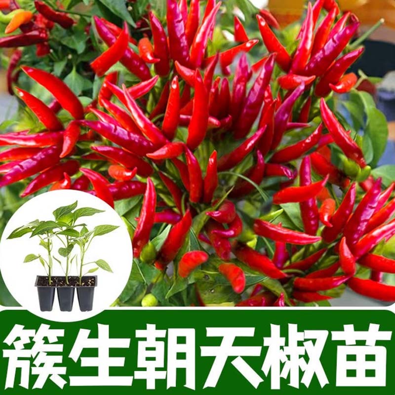 三樱8号小米辣多年生苗高清大图