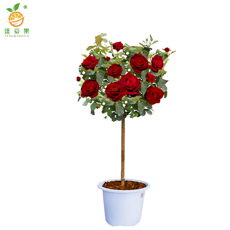 廷豪果 高杆月季 粗5公分 /棵高清大图