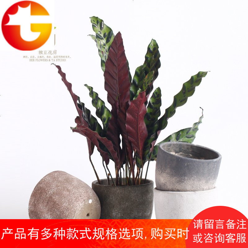 她的 慕风 磨砂质感水泥花盆花器绿植多肉常春藤花盆载盆简约北欧