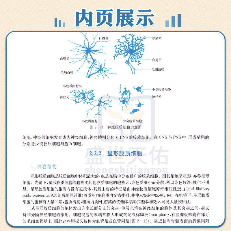 [正版]神经生物学 第4四版 丁斐 主编 神经元与神经胶质细胞 神经发育生物学基础 神经化学和神经药理学基础 978高清大图