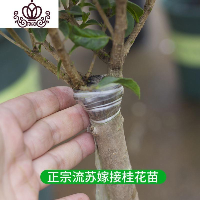 封后 Fenghou 园艺用品封后庭院树金桂花盆栽浓香型带花嫁接四季桂室内外盆栽花卉植物b 15年苗 庭院推荐 品种留言不含盆 价格图片品牌报价 苏宁易购战狼家居专营店