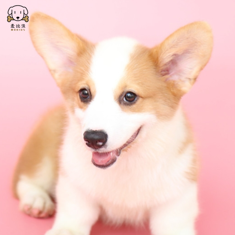 麦比佳柯基犬 活体狗狗幼犬纯种双血统级短腿小柯基双色三色公母可选包健康柯基狗小型宠物狗空运直达视频挑选