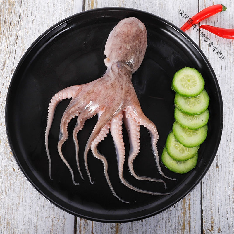 章鱼和鱿鱼的区别 乌贼 章鱼 鱿鱼 墨鱼 八爪鱼