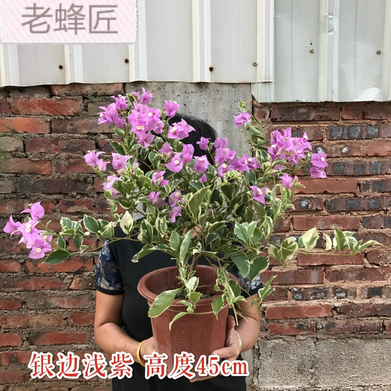 古达三角梅盆栽花卉四季常青开花不断阳台庭院室外木本植物潮州红盆景金色三角梅带花货含盆报价 参数 图片 视频 怎么样 问答 苏宁易购