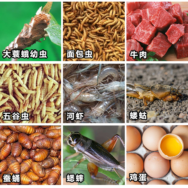 绣眼鸟食秀眼鸟饲料红肋暗绿相思鸟四喜腾鸟食粮绣眼食高清大图