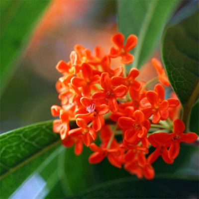 四季桂花桂花树苗盆栽客厅庭院室内外绿植浓香型花卉好养的花状元红2