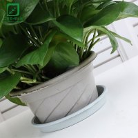 绿萝盆栽客厅卧室除甲醛空气净化绿萝180#-原种植盆（一盆装）