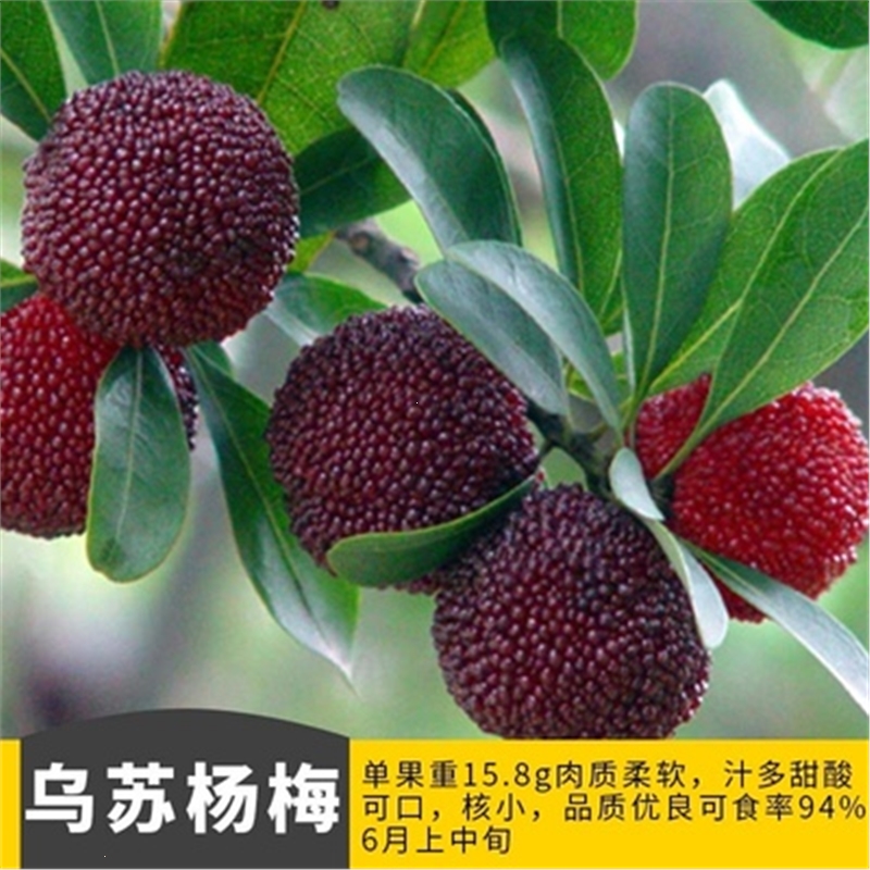 古达正宗嫁接东魁杨梅树树苗杨梅苗南北方种植地栽盆