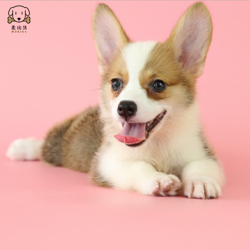 麦比佳柯基犬活体狗狗幼犬纯种双血统级短腿小柯基双色三色公母可选包健康柯基狗小型宠物狗空运直达 视频挑选高清大图