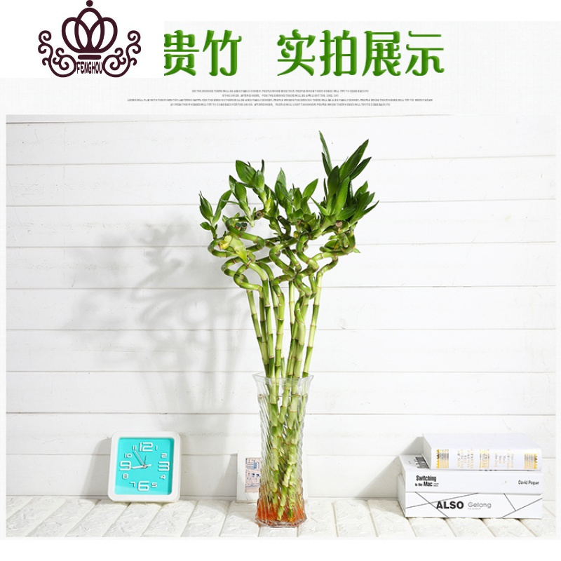封后 Fenghou 园艺用品封后富贵竹水培植物室内带根粗大荷花竹竹龙竹水竹子花卉盆栽绿植55cm竹 10支不含盆 价格图片品牌报价 苏宁易购战狼家居专营店
