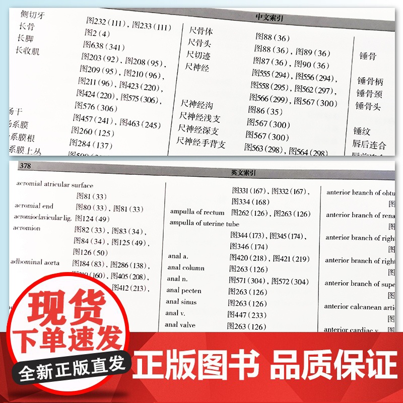 人体解剖学标本彩色图谱第2版 附赠临床实用MRI掌中宝 钟世镇 650幅真实人体标本实拍图 全彩人体解剖彩色学图谱 实高清大图