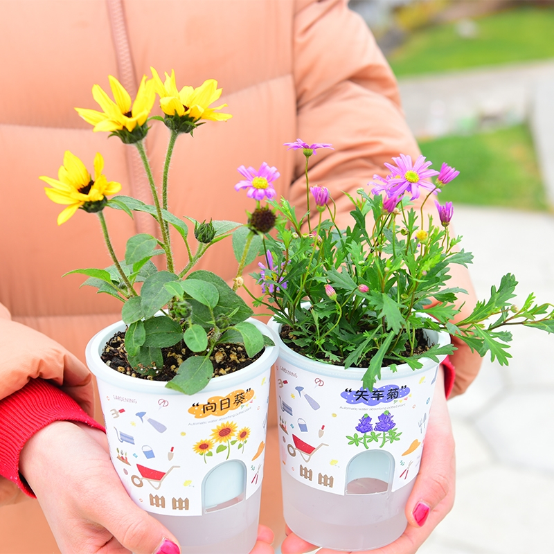 古达儿童种植小盆栽幼儿园观察植物生长发芽礼物学生diy自种迷你绿植