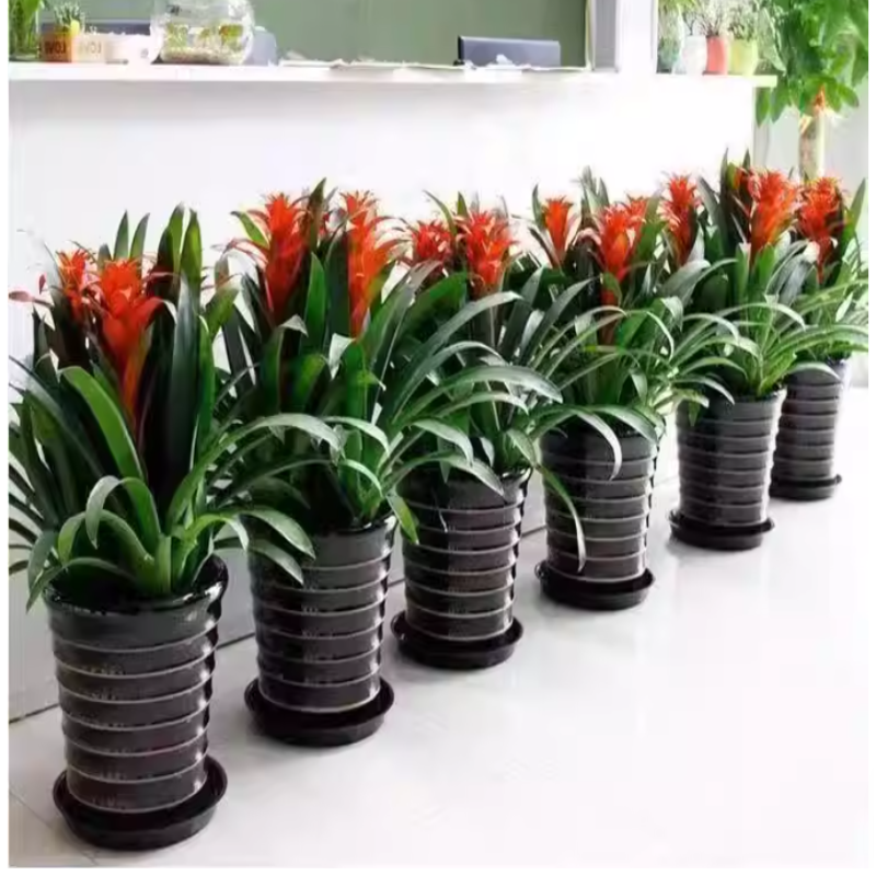 诚智旺 鸿运当头 YDT-1/盆高清大图