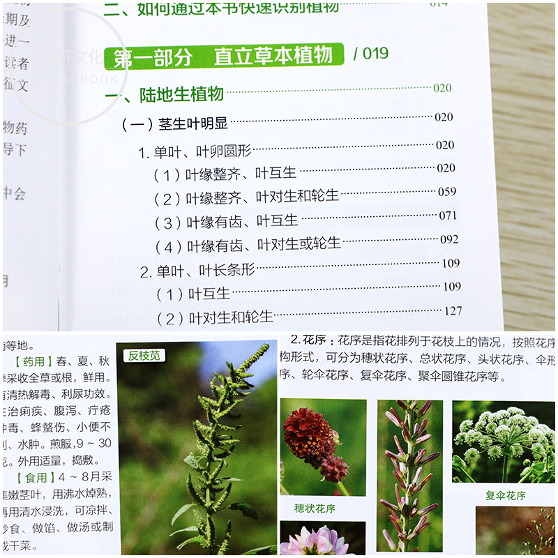 [醉染正版]正版 500种野菜野外识别速查图鉴 生活百科书籍 野生植物花草识别图解书籍 认识身边常见植物介绍书 植高清大图