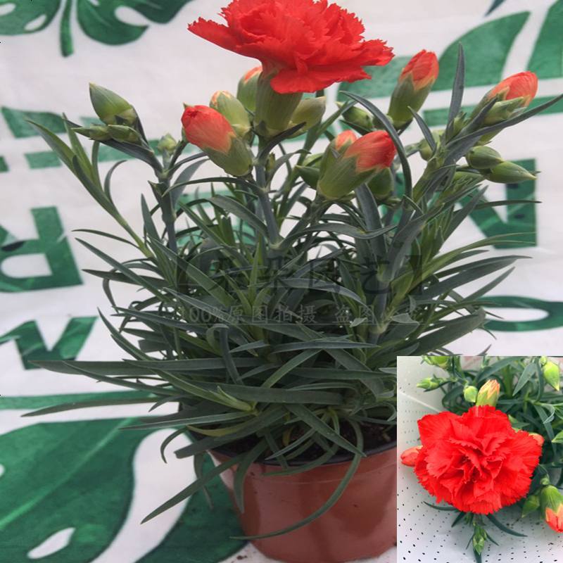 年宵花卉康乃馨绿植盆栽室内观花植物四季懒人植物带花苞耐寒盆栽