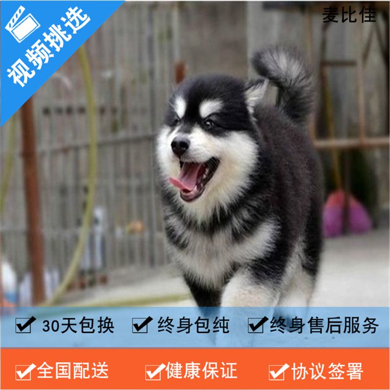 麦比佳 纯种巨型阿拉斯加幼犬活体宠物 熊版十字脸阿拉斯加雪橇犬 双血统烟灰色桃脸阿拉斯加幼崽 大型犬阿拉斯加活体宠物狗狗