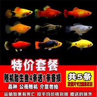 胎生鱼活体 观赏鱼小型黑玛丽金牡丹月光鱼 热带米奇鱼宠物鱼 特价胎生鱼随机4条送1条共5条