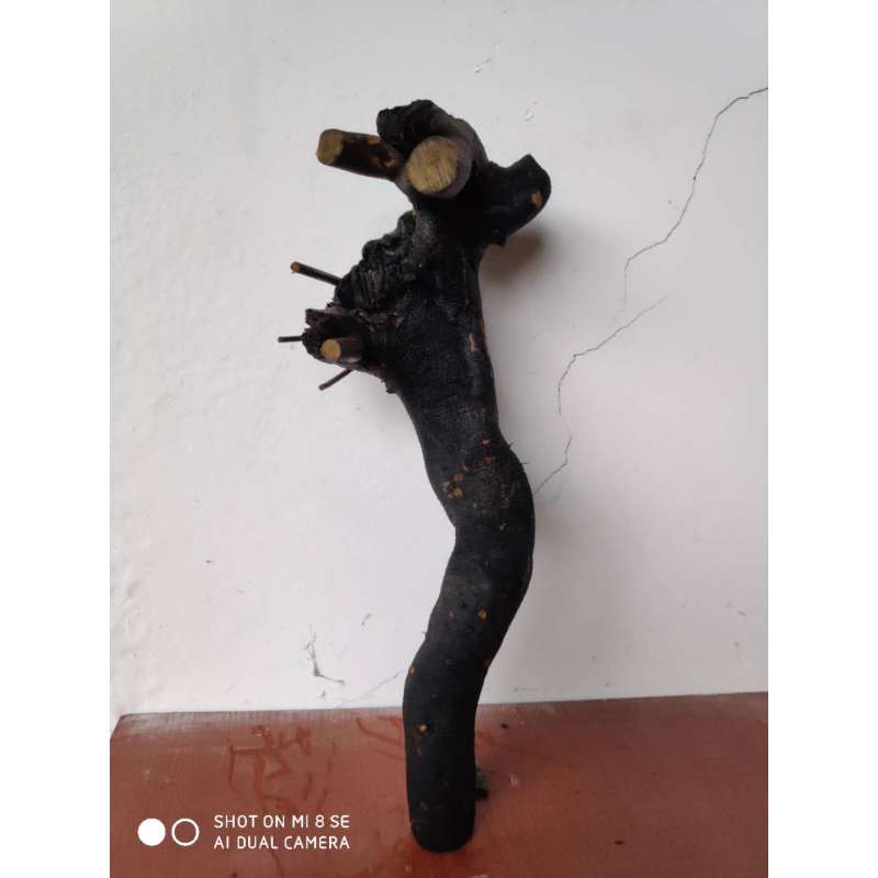 金弹子树桩盆景黑塔子公桩母桩熟桩老桩练手桩图片