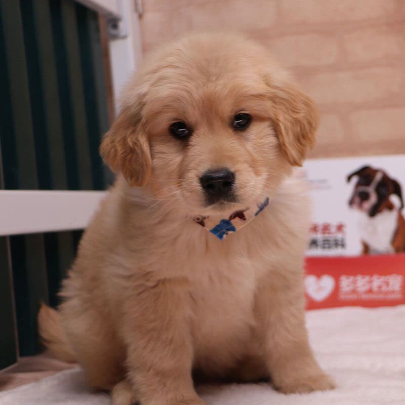 多多名宠纯种大头金毛犬宠物狗狗金毛幼犬幼崽金毛犬大型犬幼犬公公母均有血统级图片