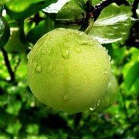 青皮蜜梨砀山翠冠梨净重4.5斤新鲜当季果园直采脆梨水果 甜脆多汁 皮薄肉厚 送礼公司福利采购