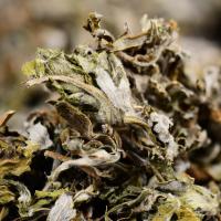 干艾叶艾草 天然500g泡脚蕲艾叶干艾叶草配红花非同仁堂