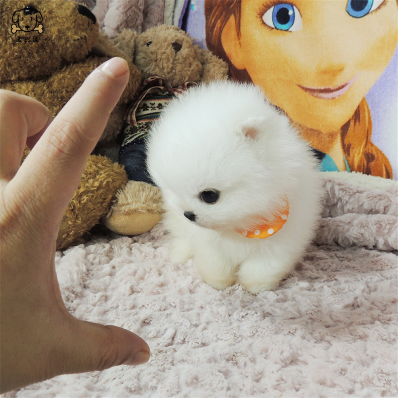 麦比佳 狗狗活体 纯种博美犬幼犬哈多利系球体博美俊介狗长不大茶杯犬玩具型迷你袖珍博美宠物狗微小体杯子狗高清大图