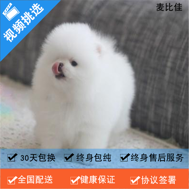 麦比佳 纯种哈多利系球体博美犬活体宠物 茶杯博美犬 日系俊杰双血统长不大的茶杯狗白色博美犬 赛级博美犬活体狗狗纯种博美犬高清大图