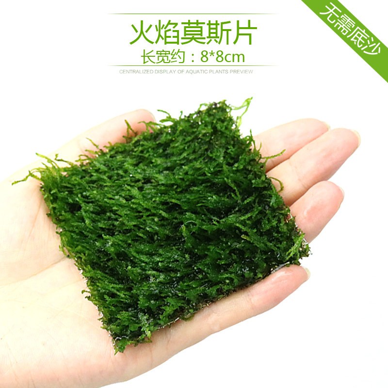 鱼缸造景套餐性水榕沉木真水草淡水无土植物增氧趴地矮珍珠