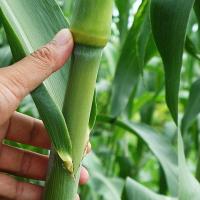 子喧 牧种子 南北方型大力士甜高粱种子 饲用甜高粱 牛羊鱼籽