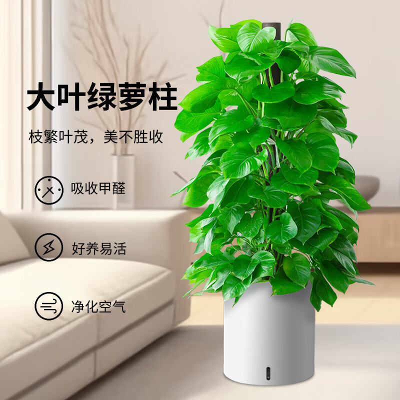 双盟 大叶绿萝柱盆栽办公室内绿箩除甲醛1.2-1.3m