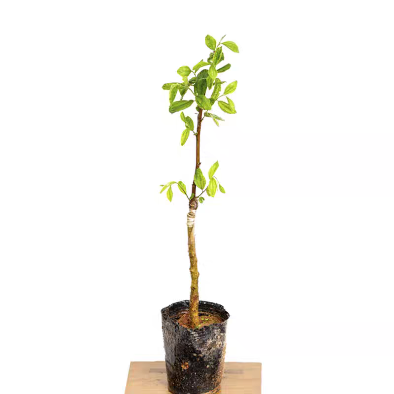 诚智旺 青枣树苗 5公分 /棵高清大图