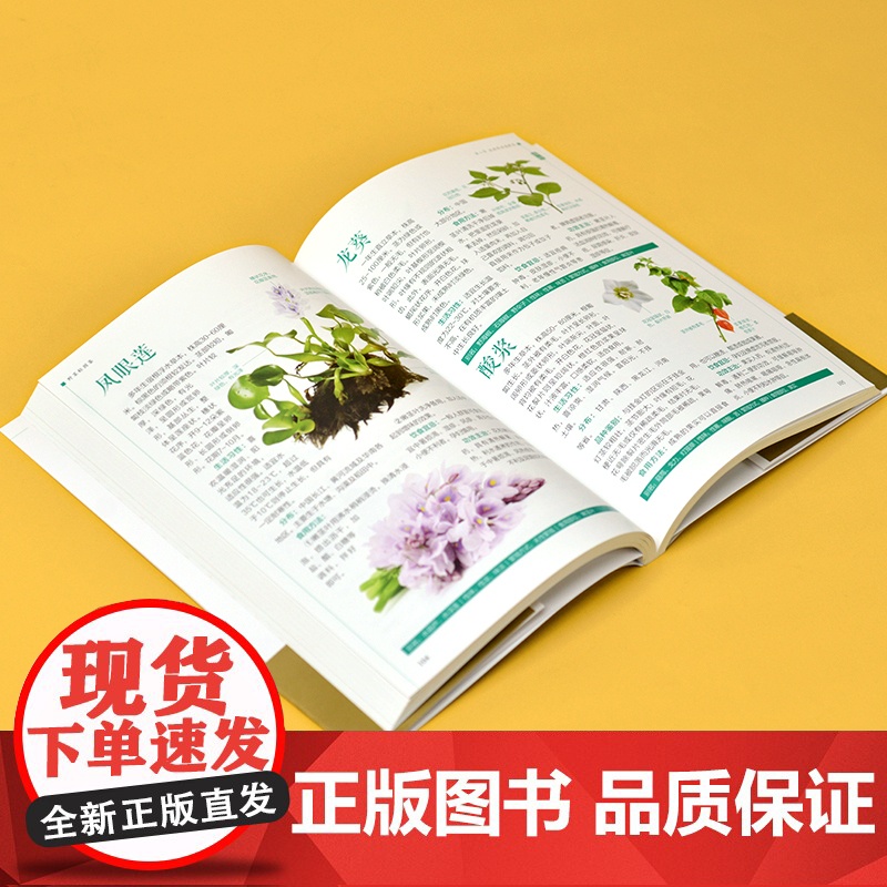 野菜轻图鉴 250余种野菜识别与食用指南 分类 名称 特征识别 生活习性 繁殖方式 科普常见野菜识别知识 享受采摘野菜高清大图