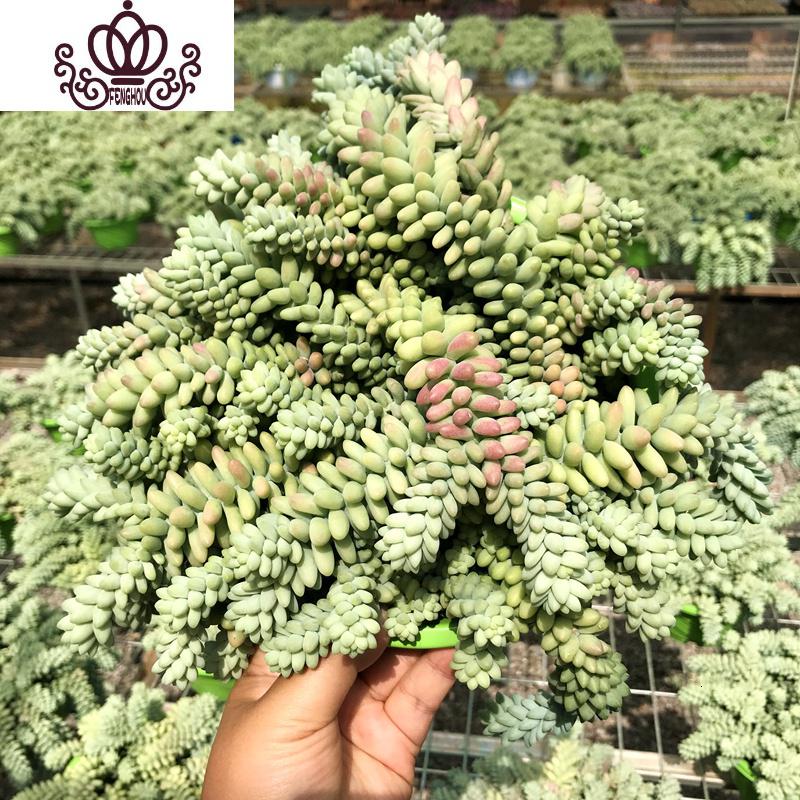 封后垂吊款蔓延盆外多肉植物成品盆栽萌肉肉花卉桌面绿植图片 高清实拍大图 苏宁易购