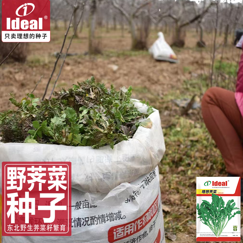 [补贴10%]荠菜种子野生荠菜种子老品种荠荠菜种子耐寒野荠菜种子籽理想农业高清大图