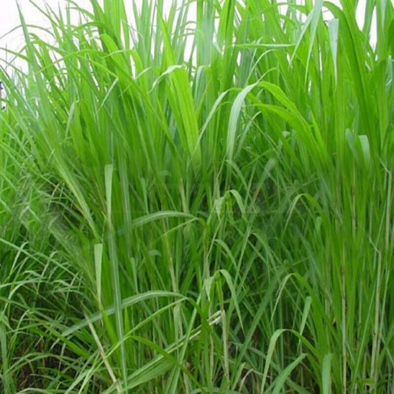 苏丹草种子鱼草种子高丹草种子牛羊渔猪高产畜牧草种子包