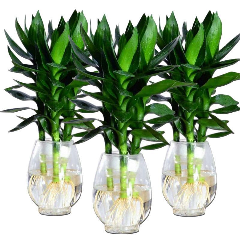 易品园艺用品观音竹富贵竹水养玻璃花瓶水培荷花盆栽植物室内客厅绿植花卉四季易品 价格图片品牌报价 苏宁易购臻依家居专营店